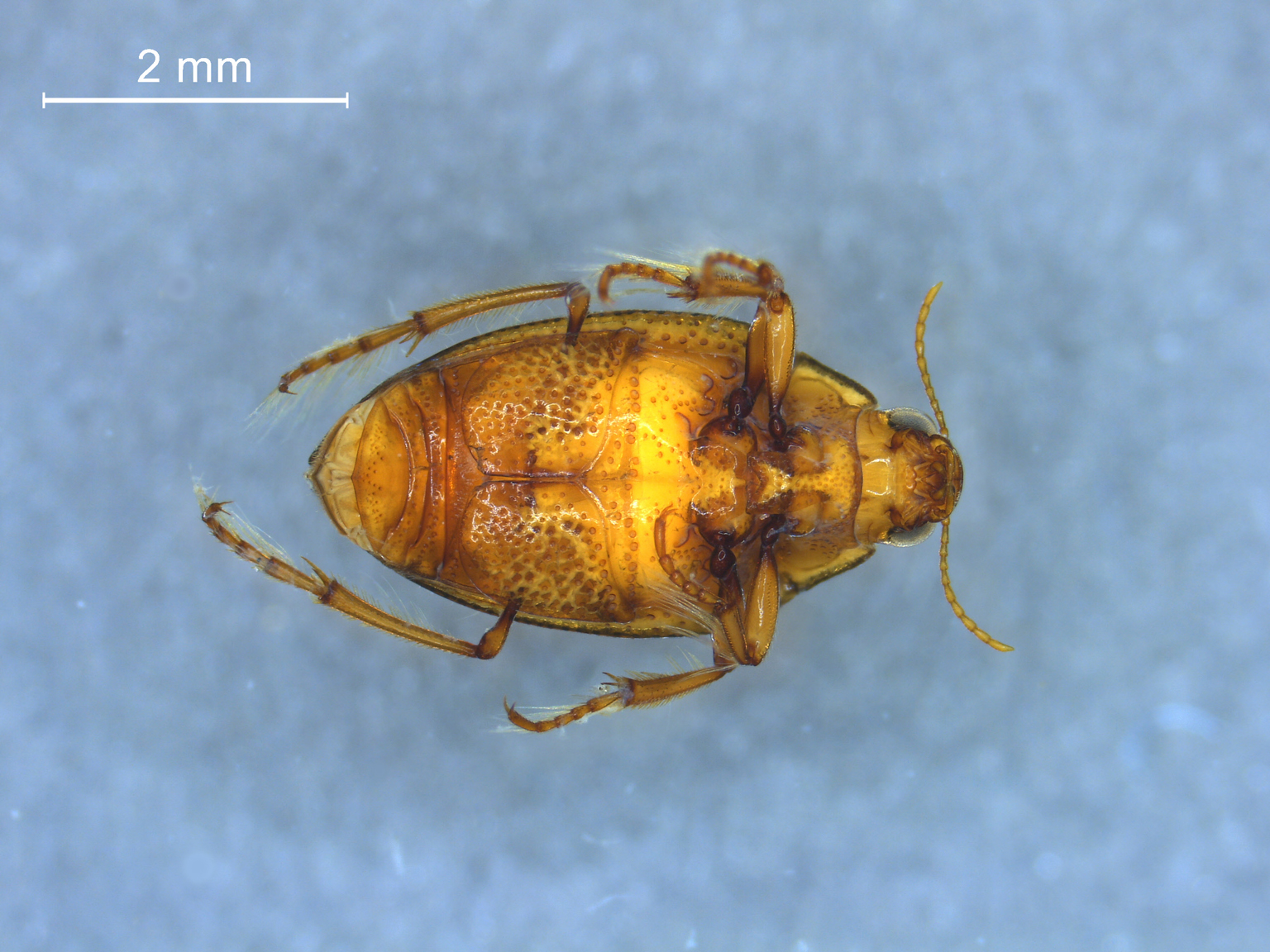 Haliplus flavicollis.